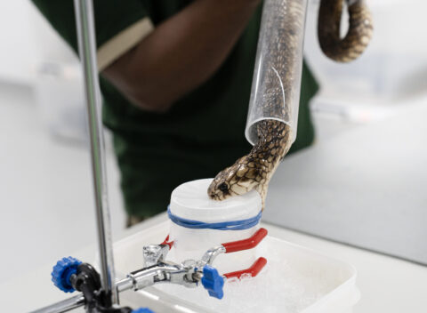 Venom Extraction