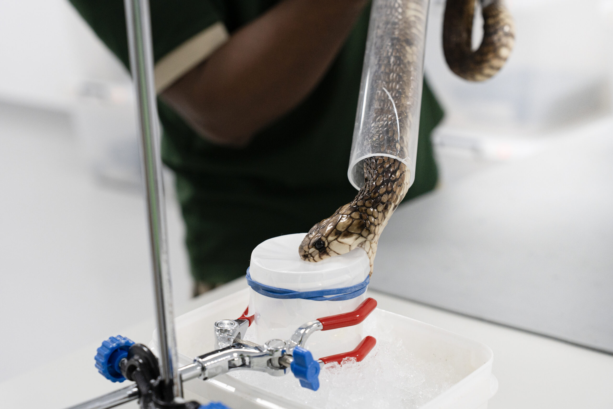 Venom Extraction